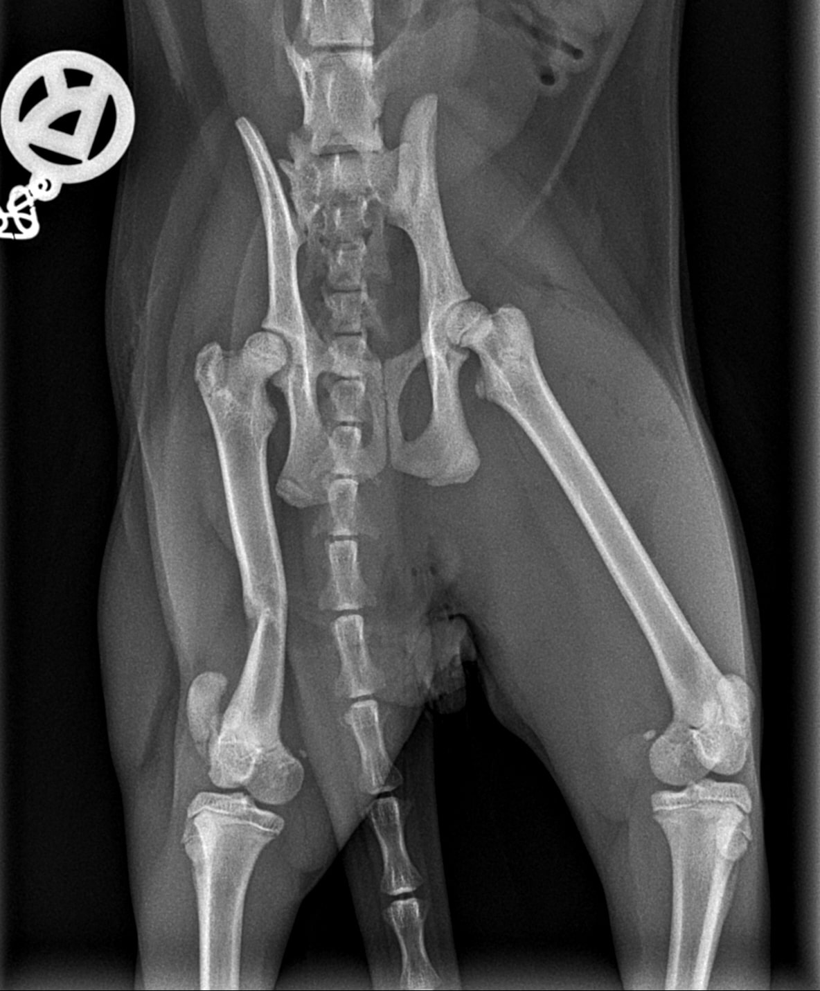 Röntgenbild Fraktur Katze