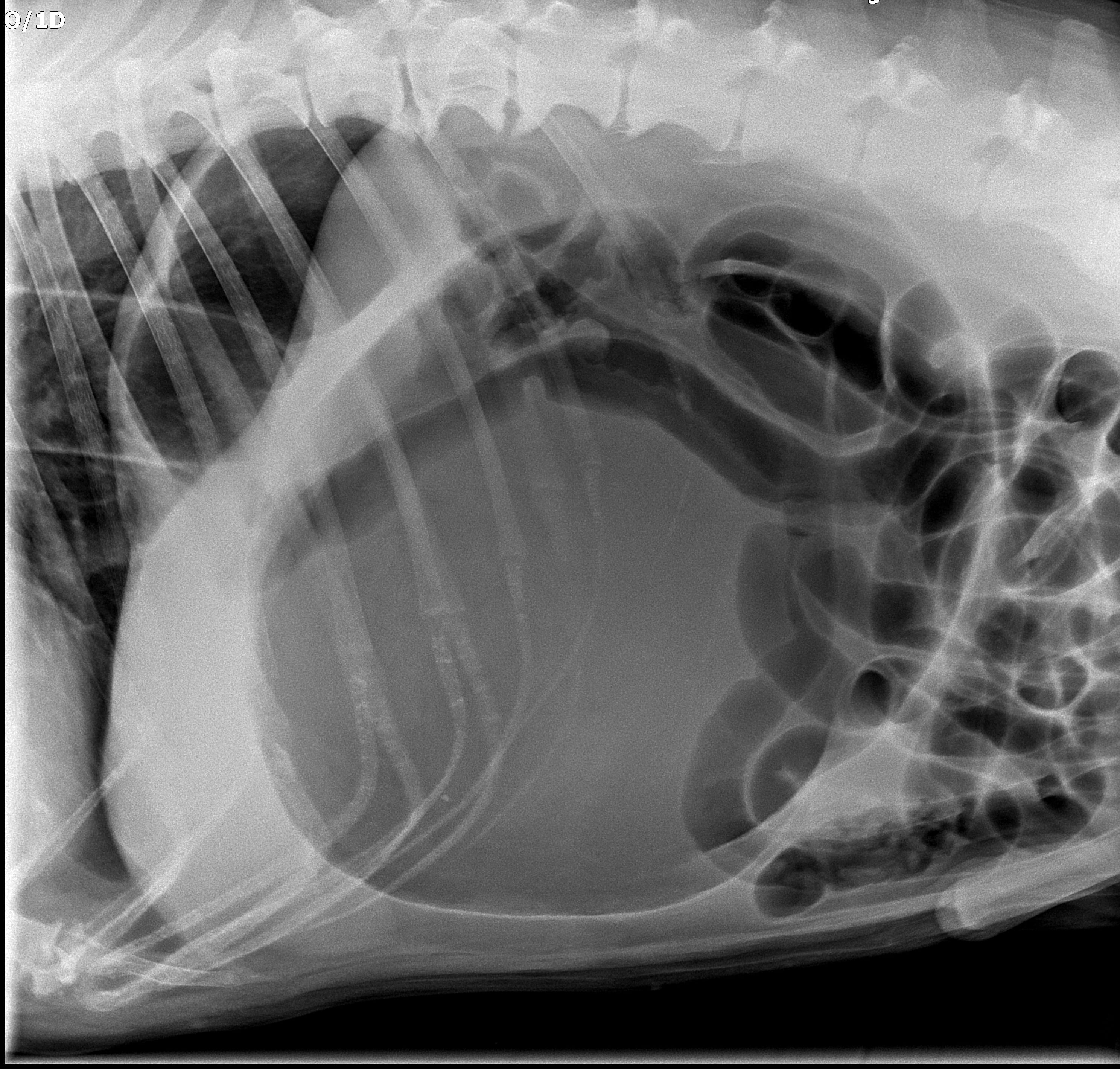 Röntgenbild Magendrehung Hund