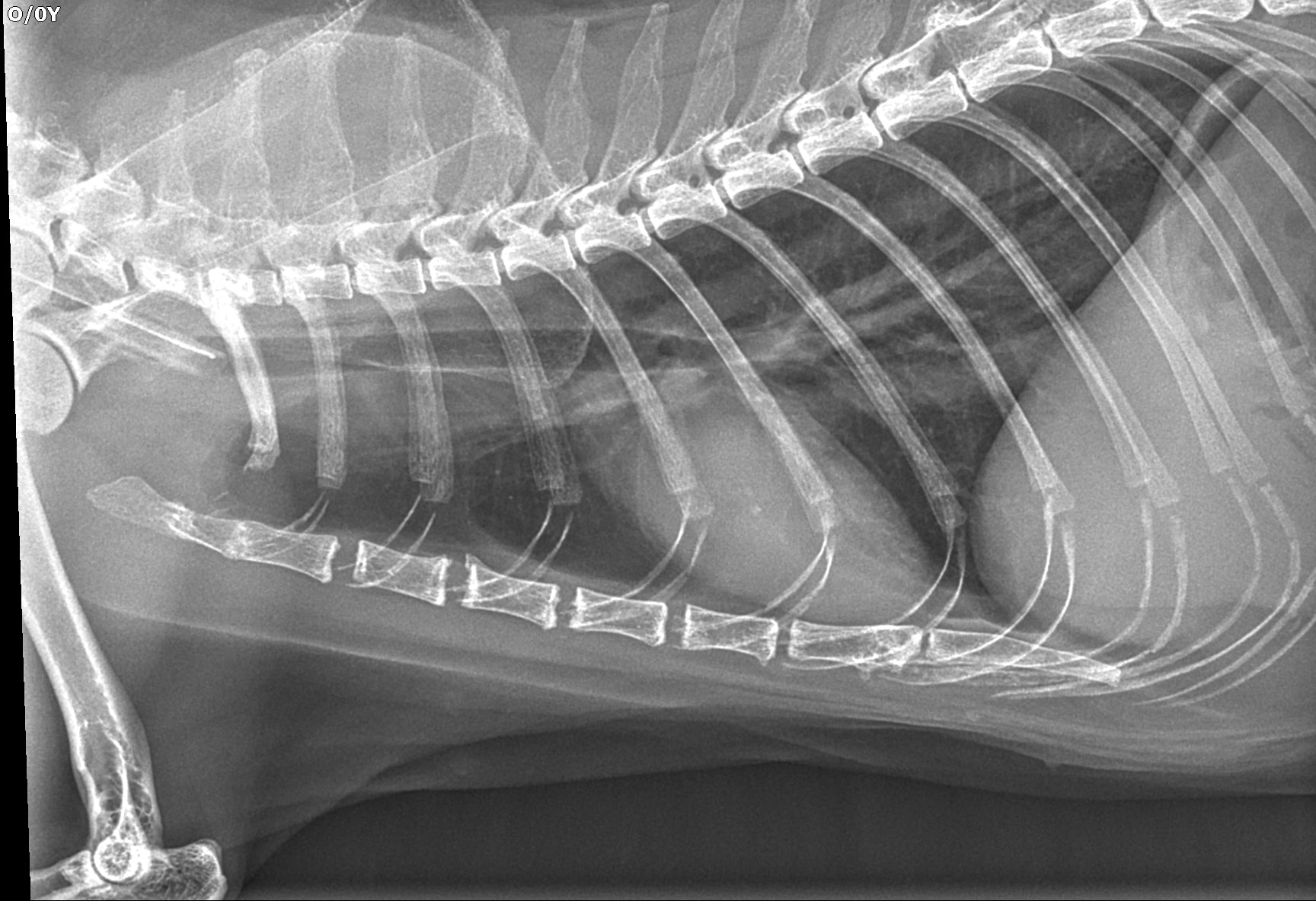 Röntgenbild Thorax Katze