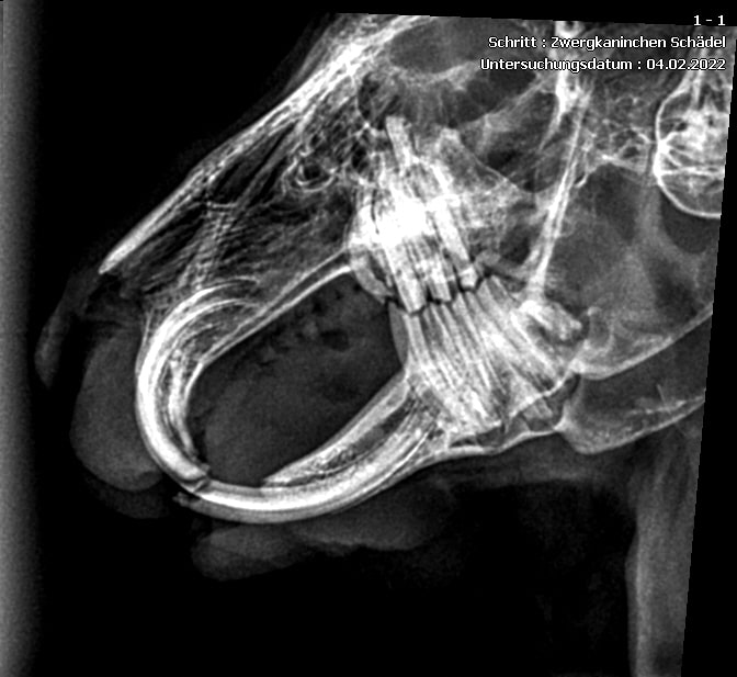 Röntgenbild Zahnkontrolle Kaninchen